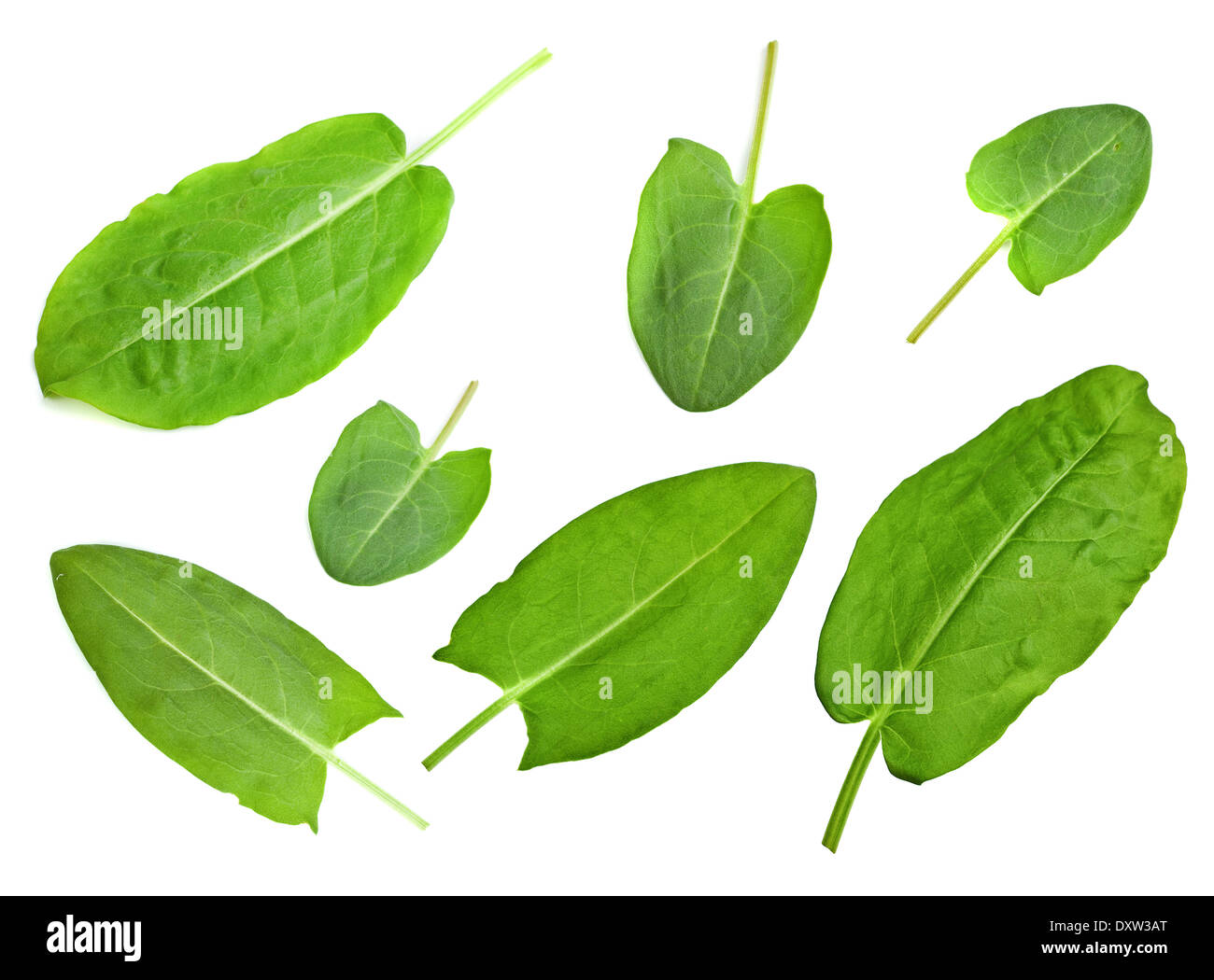Rumex leaf closeup set isolated on white background Stock Photo
