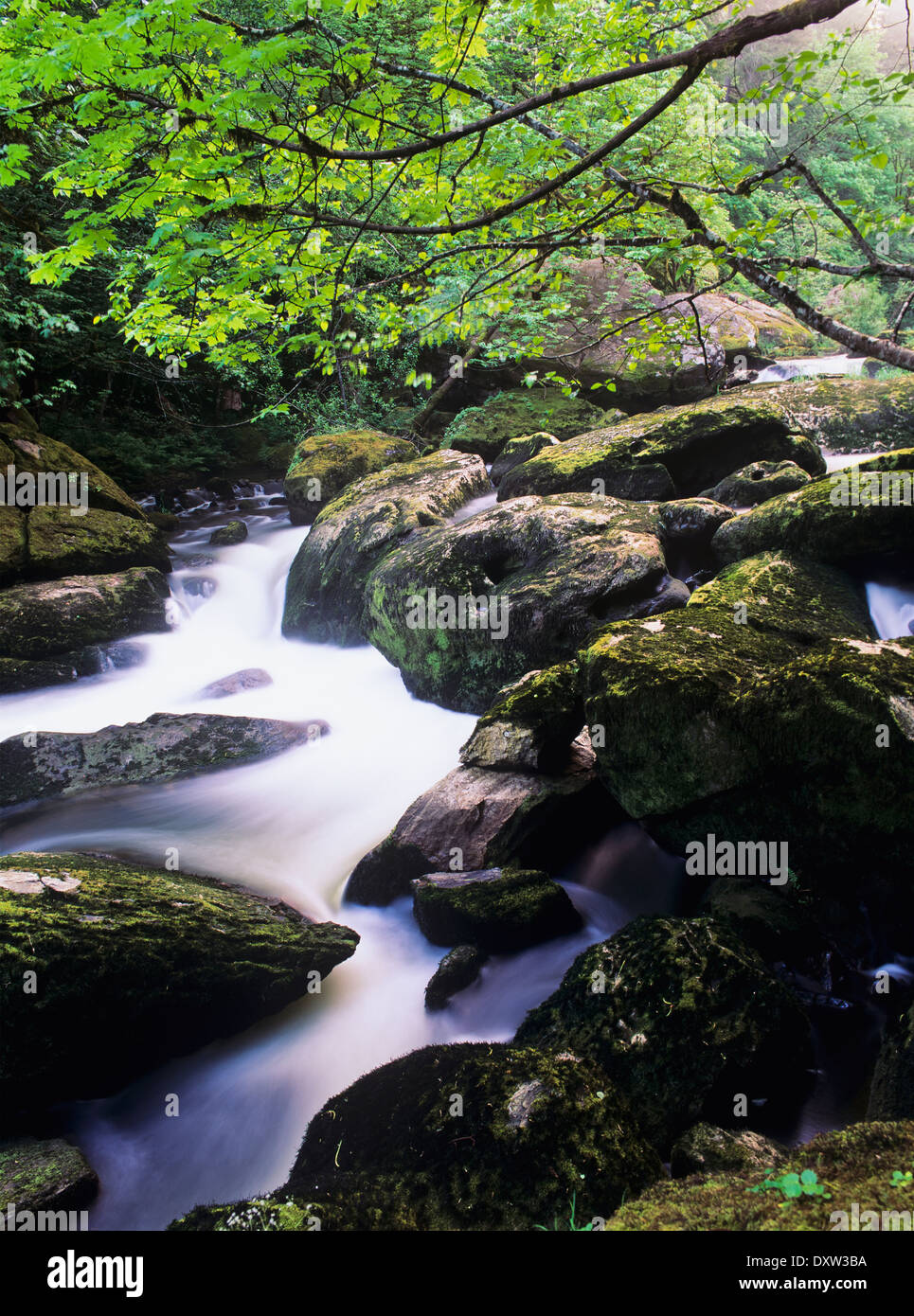 Mill Creek flows through Elliott State Forest; Reedsport, Oregon