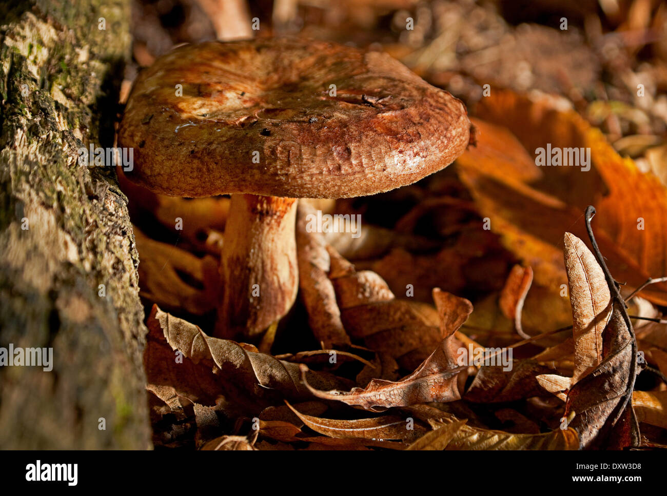Armillaria mushroom closeup in autumn forest Stock Photo