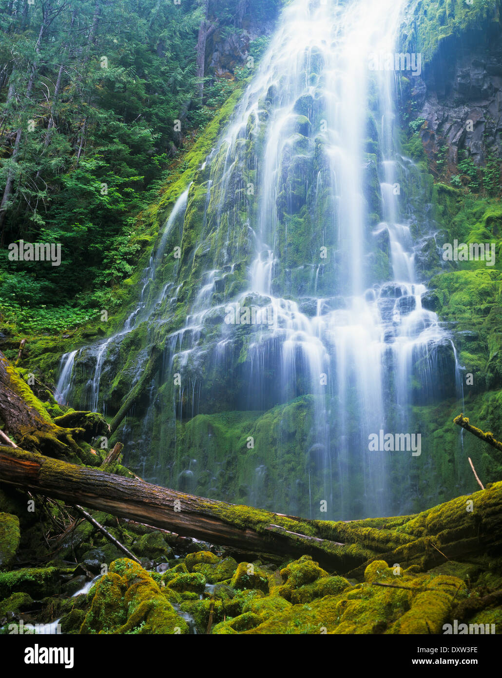 Proxy Falls plummets down the bluffs; Sisters, Oregon, United States of America Stock Photo