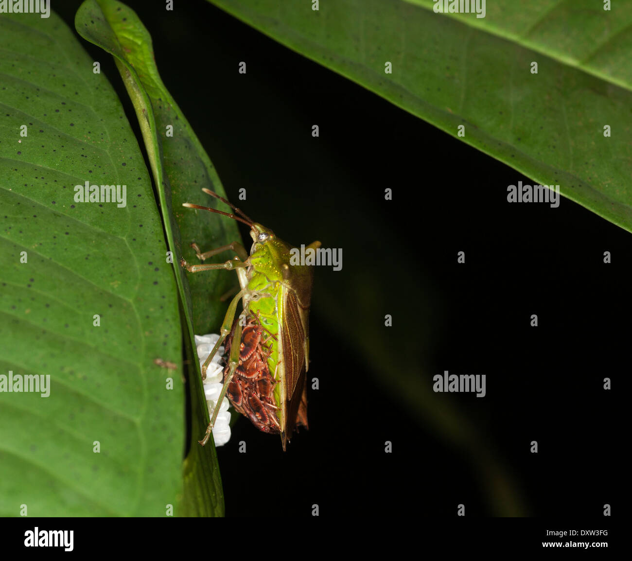 Stink bug egg babies hires stock photography and images Alamy