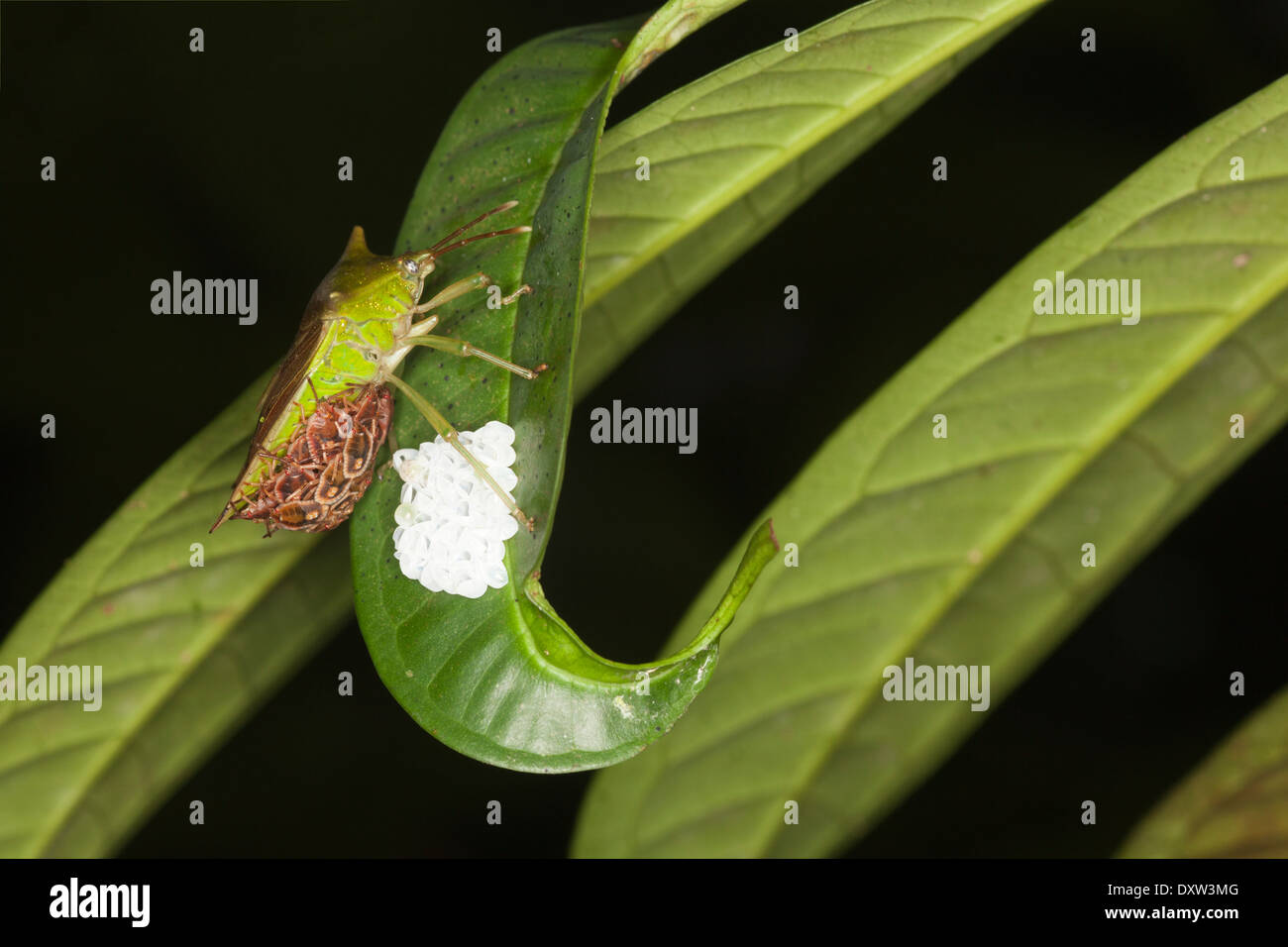 Stink Bug (Pentatomidae) with hatchlings and egg cases in natural habitat on rainforest leaf at night in Borneo Stock Photo