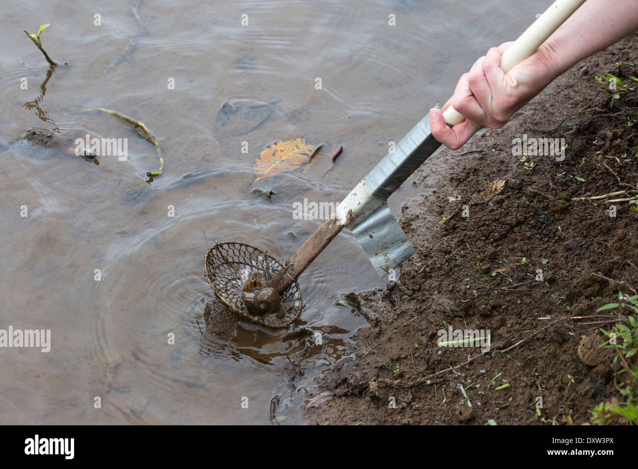 Person's hand using snail removal tool to remove a Golden Apple Snail (Pomacea canaliculata) from taro pond in Kauai Stock Photo