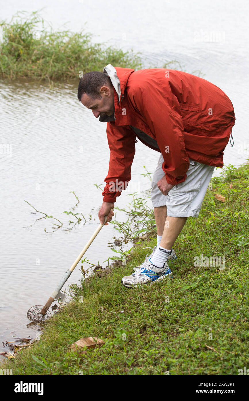 Male tourist using tool to collect and remove Golden Apple Snails (Pomacea canaliculata) from a taro pond in Hanalei Valley on a tour of a taro farm Stock Photo