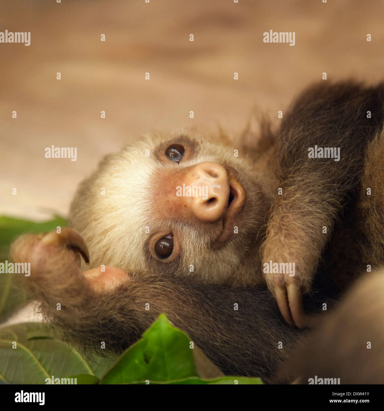 Baby Hoffmann's Two-toed Sloth (Choloepus hoffmanni) at the Sloth Sanctuary of Costa Rica Stock Photo