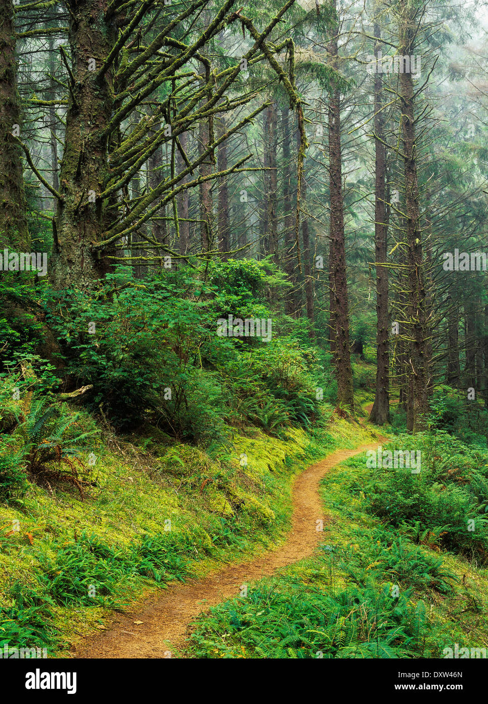 A hiking trail passes through a forest of Sitka spruce trees; Reedsport