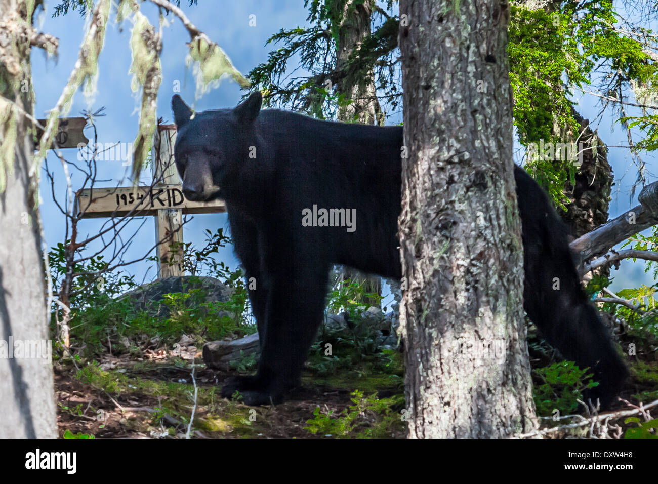 Black bear on graveyard Stock Photo
