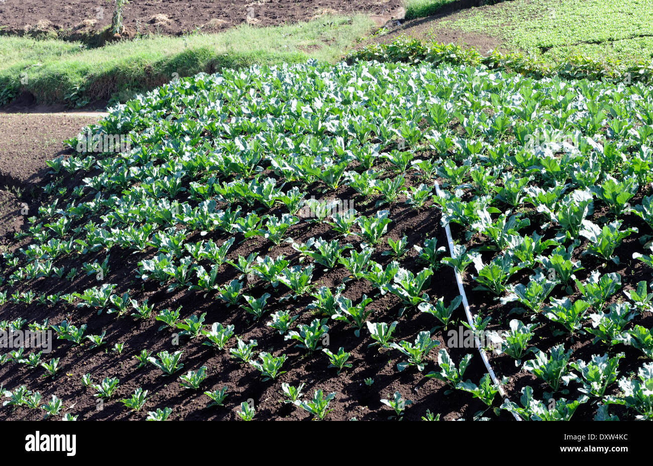 Well watered cabbage plants grow in rich black volcanic soil on a steep hillside above Almolonga. San Pedro de Almolonga, Stock Photo