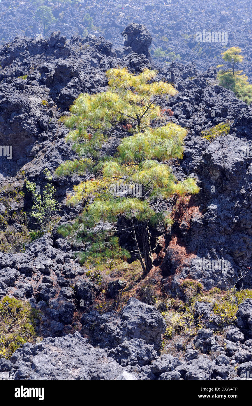 A vivid green pine tree grows in a black lava field in the Mar de Piedra, the Stone Sea, an area of solidfied lava flows Stock Photo