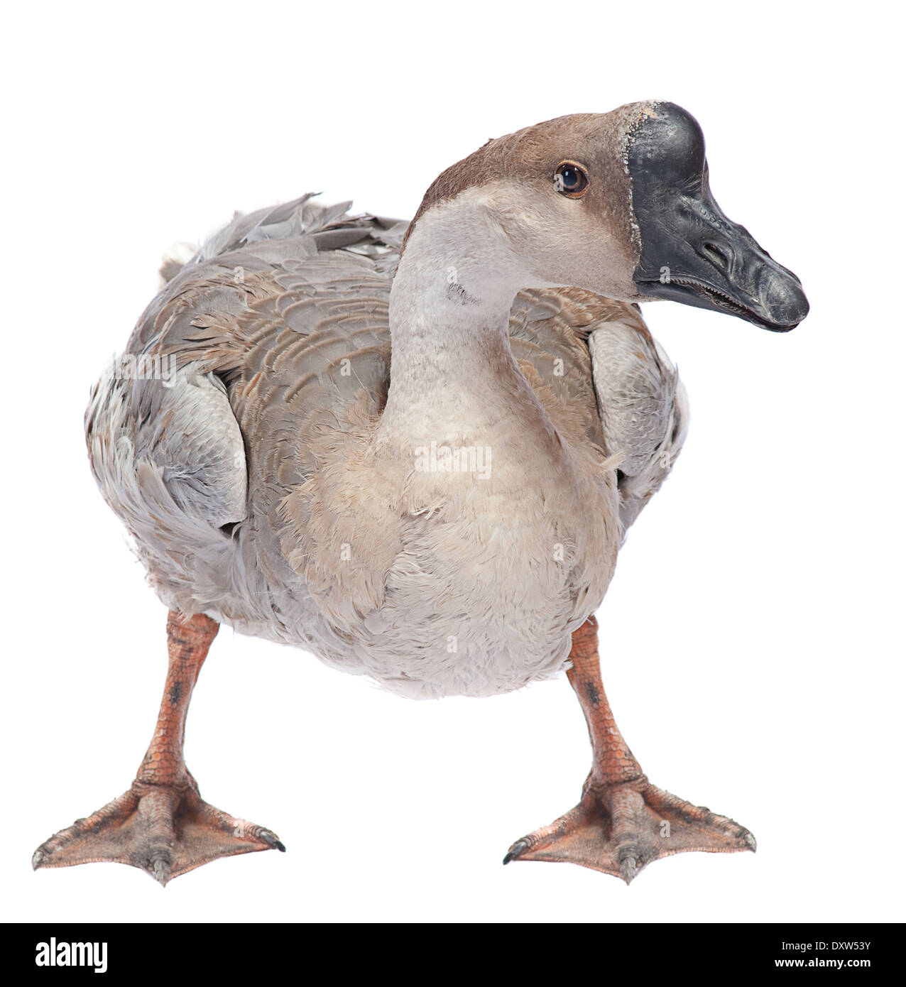 Gray goose farm bird isolated on white Stock Photo