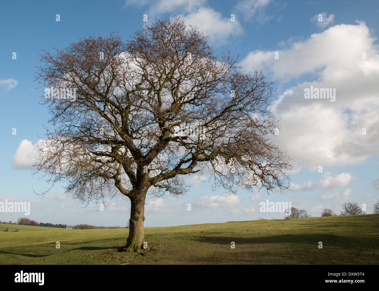 An oak tree without leaves in the winter sunshine and nice blue sky with clouds(2 of a series   ) Stock Photo