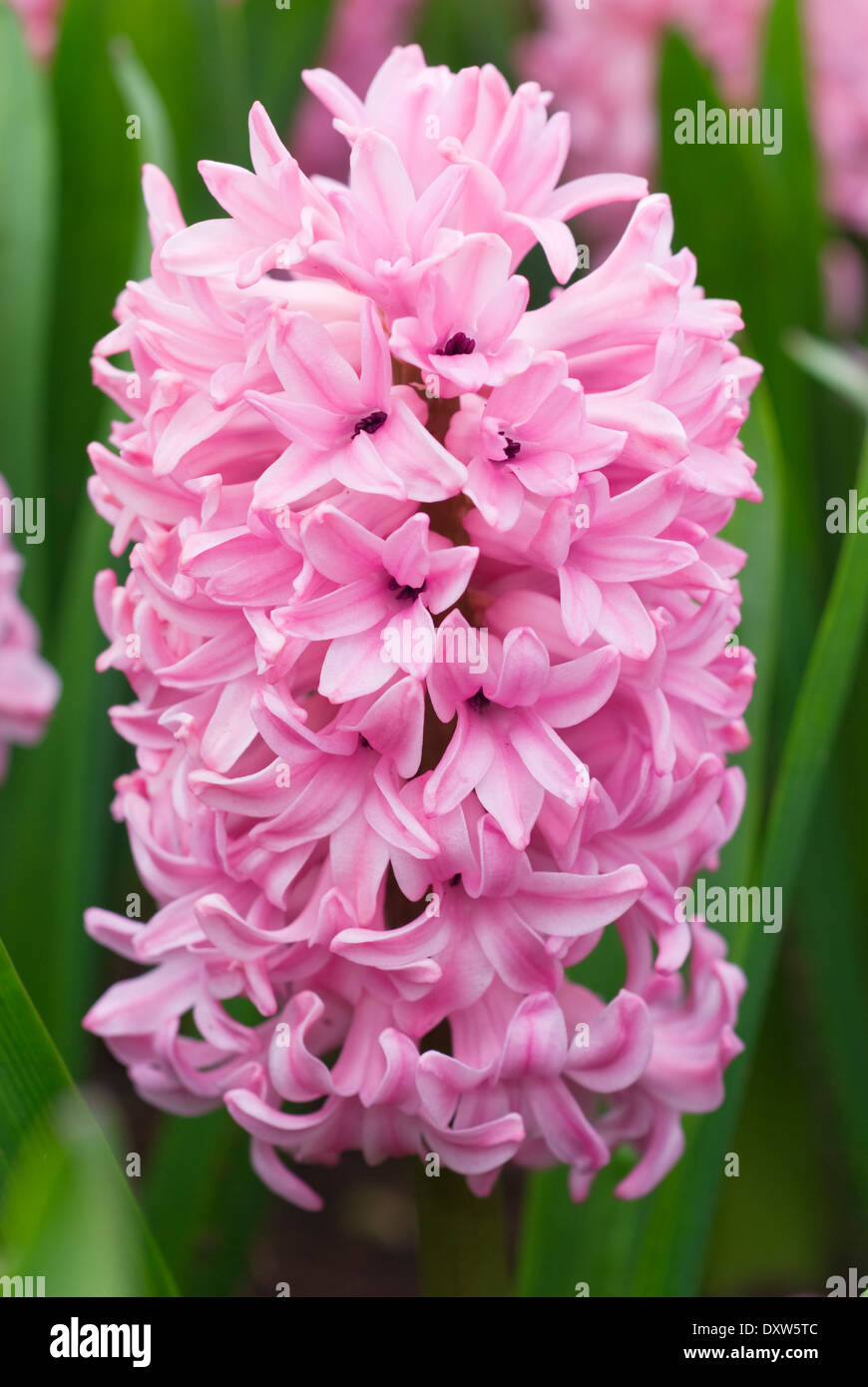 Hyacinthus orientalis Anna Marie,Hyacinth, Bulb, April. Pink scented flower Stock Photo