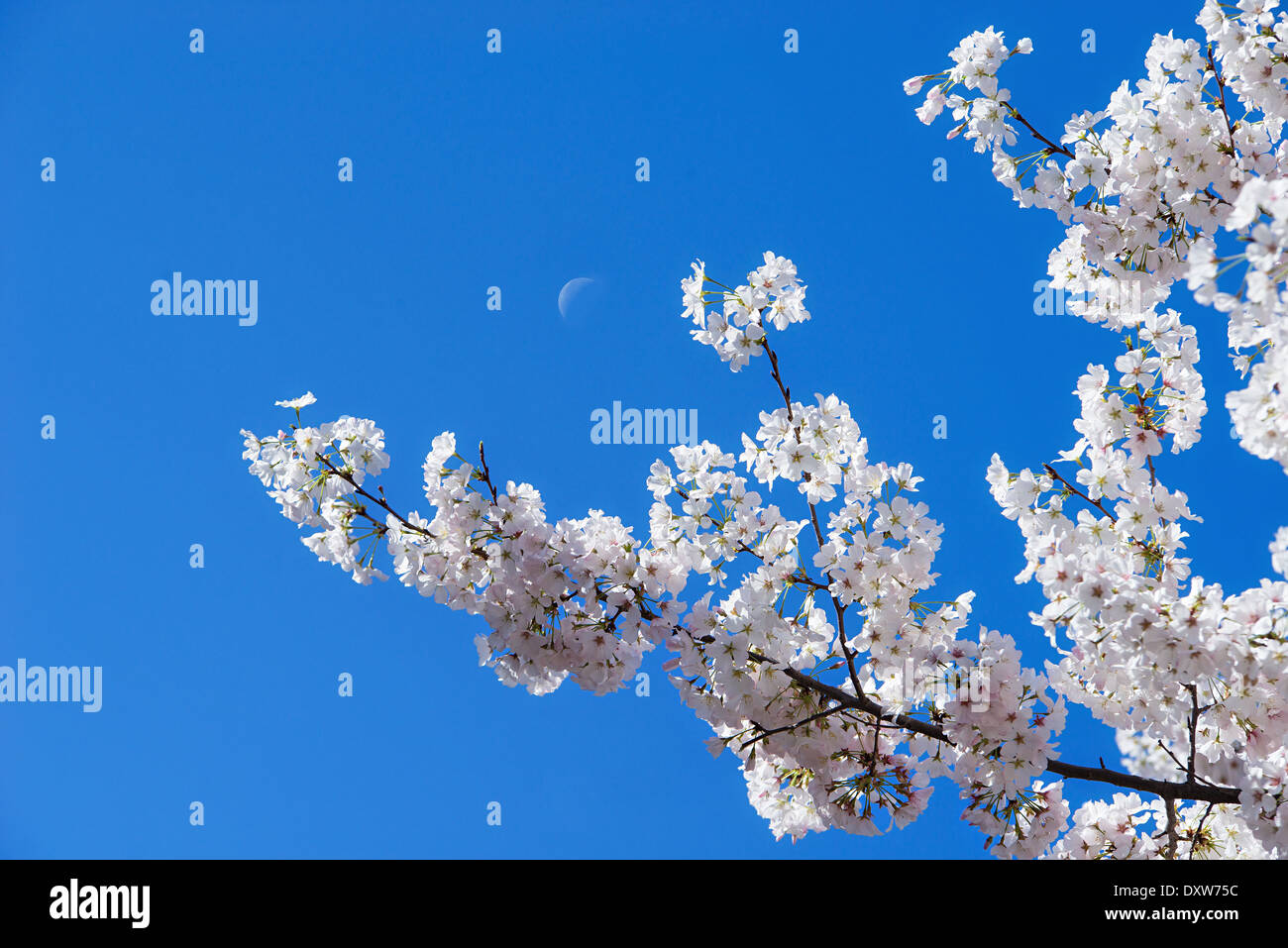 White cherry tree blossoms in spring against blue sky with the moon Stock Photo