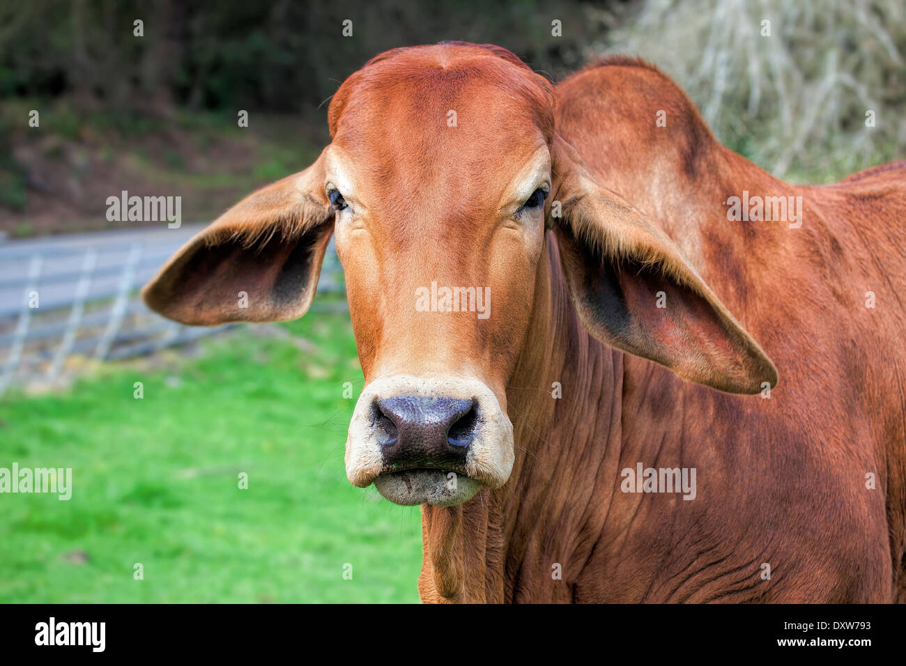 American Brahman Cow Cattle Closeup Portrait Stock Photo