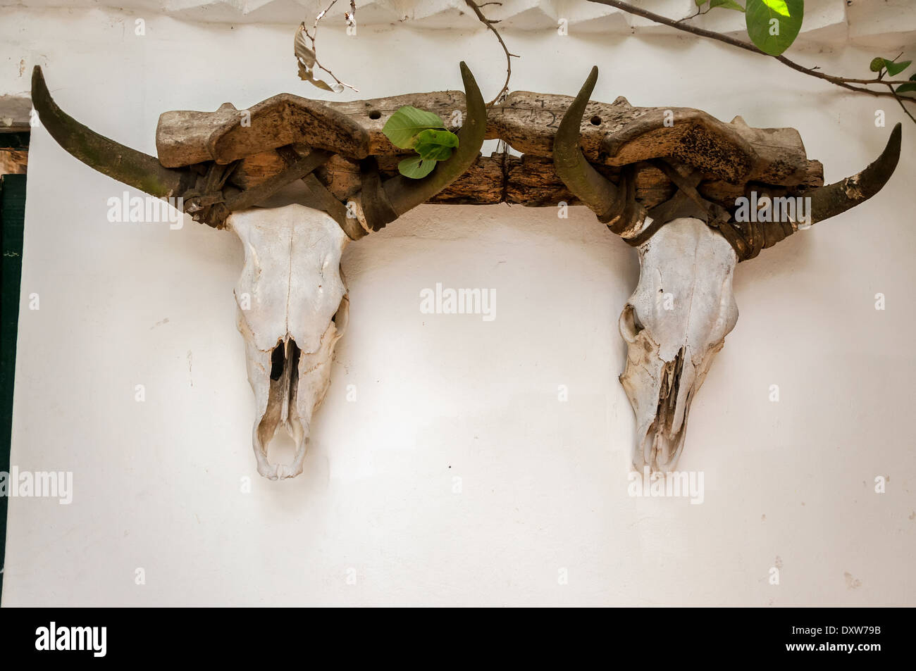 Two cow skulls mounted on a white wall Stock Photo