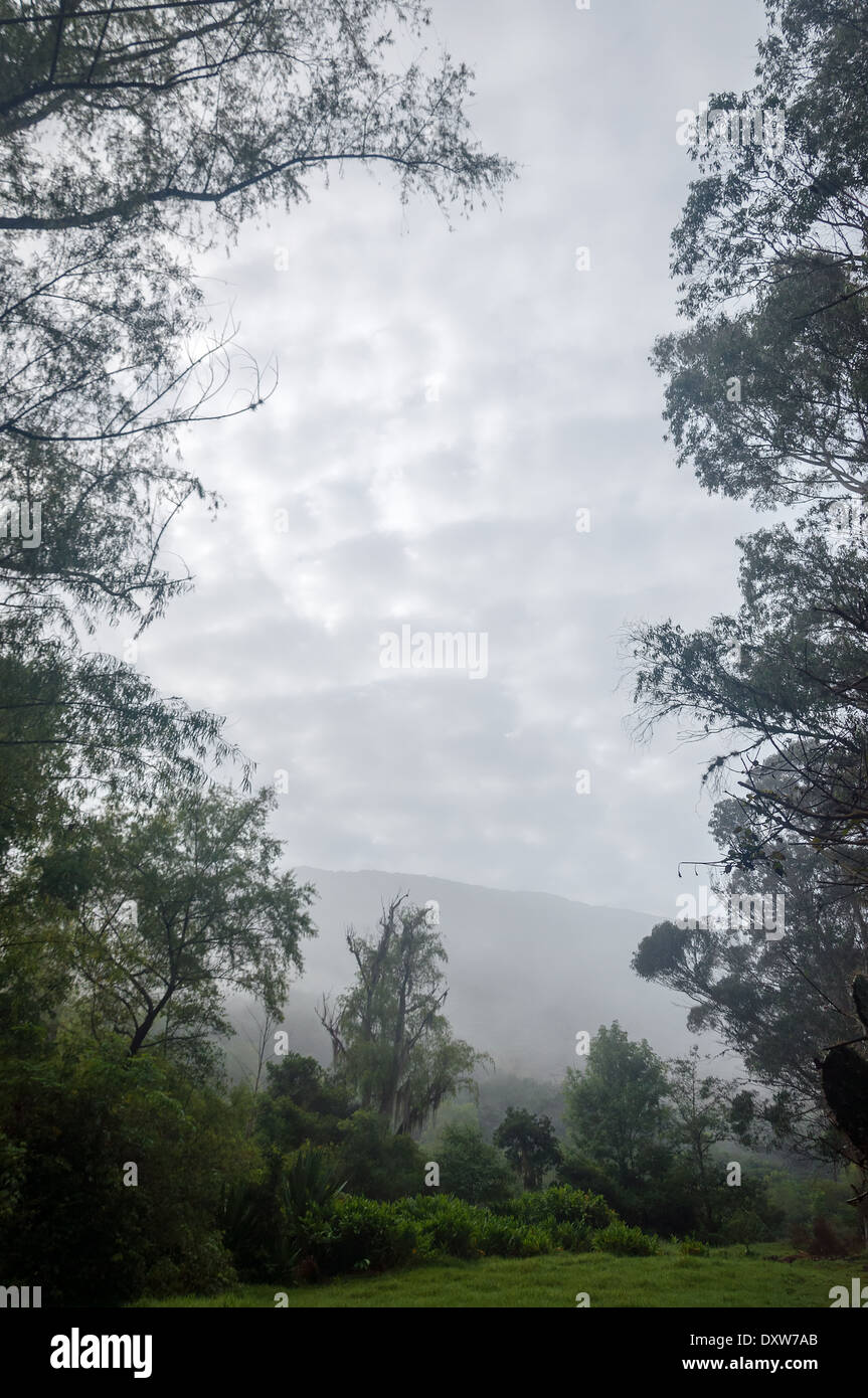 Lush green forest covered in fog and mist Stock Photo - Alamy