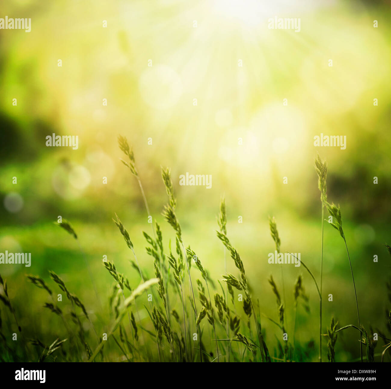 Design background. Spring or summer nature background Stock Photo - Alamy