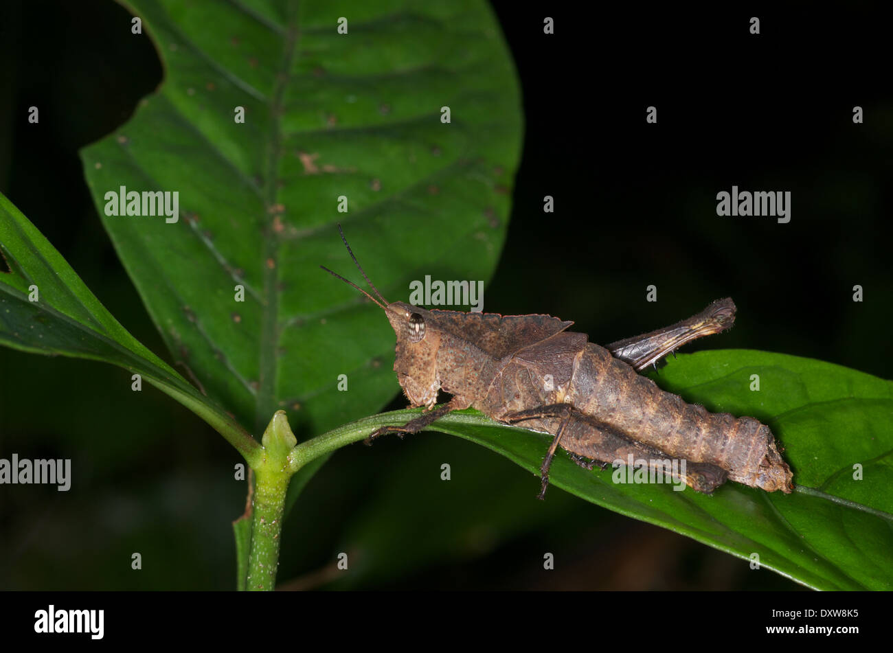 A leaf-mimic short-horned grasshopper (family Romaleidae) on a leaf at night in the Amazon basin in Peru. Stock Photo