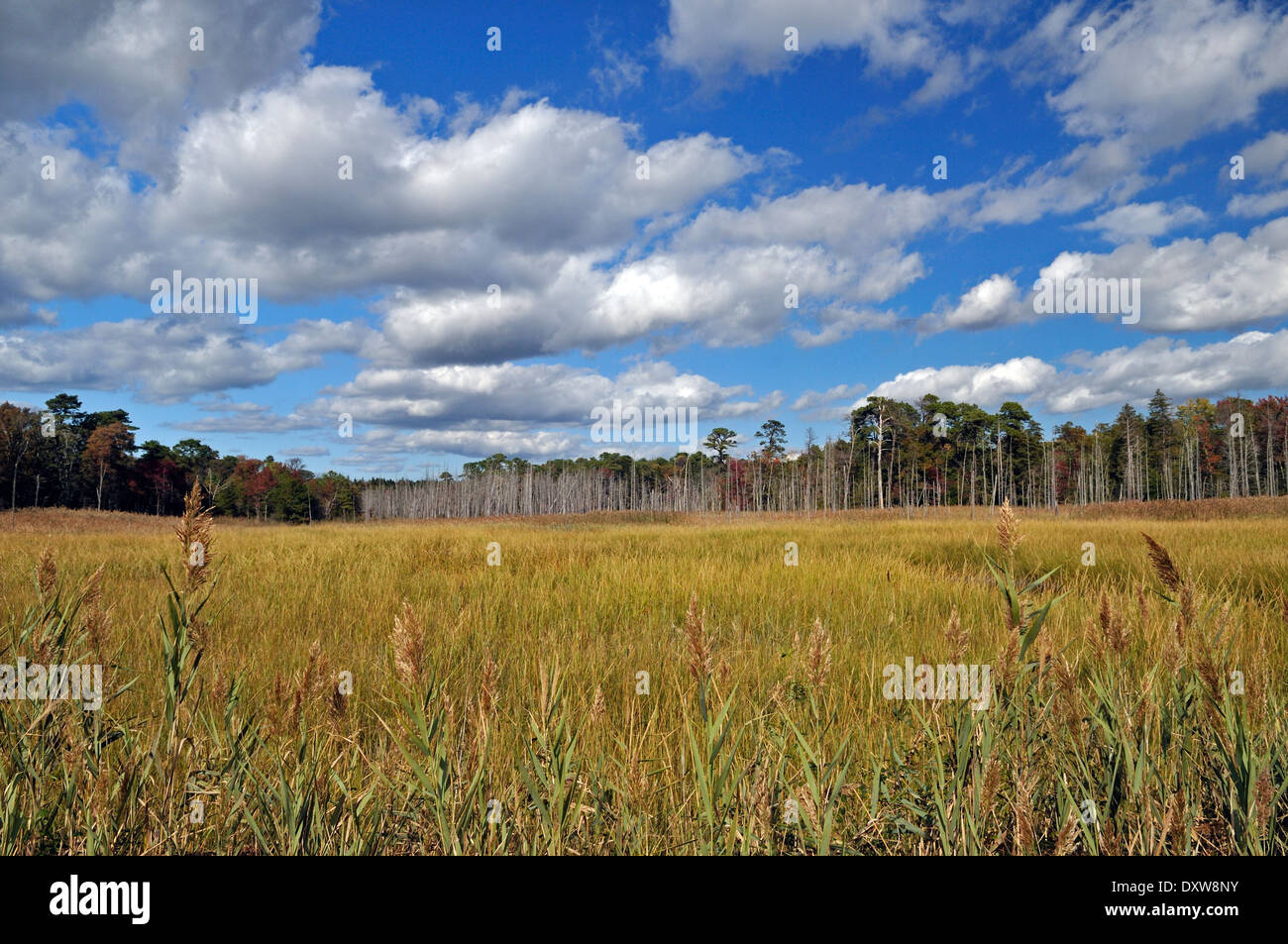 Coastal wetlands near Cape May, New Jersey, USA. Stock Photo