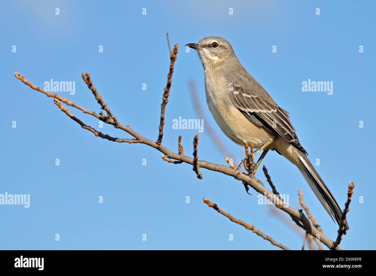 Northern Mockingbird perched on a tree branch in Cape May Point State Park, New Jersey. Stock Photo