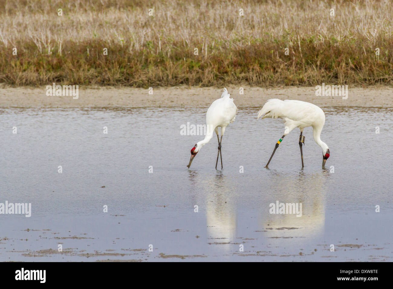 Pair of Whooping Cranes in Aransas Pass National Wildlife Refuge on the Gulf Coast of Texas. Stock Photo