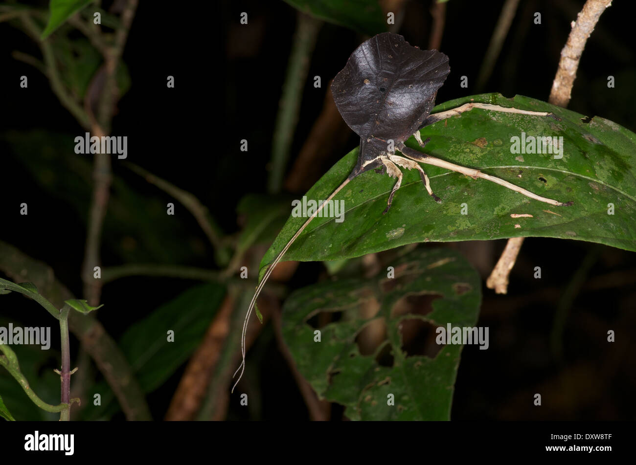 A nocturnal katydid camouflaged as a dead leaf in the Amazon rainforest in Loreto, Peru. Stock Photo