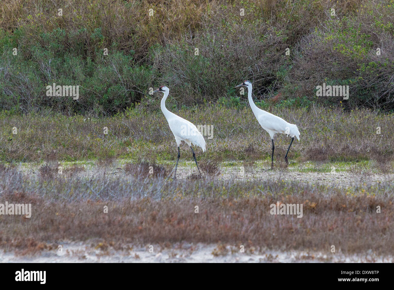 Whooping Cranes in Aransas Pass National Wildlife Refuge, their winter feeding refuge. Stock Photo