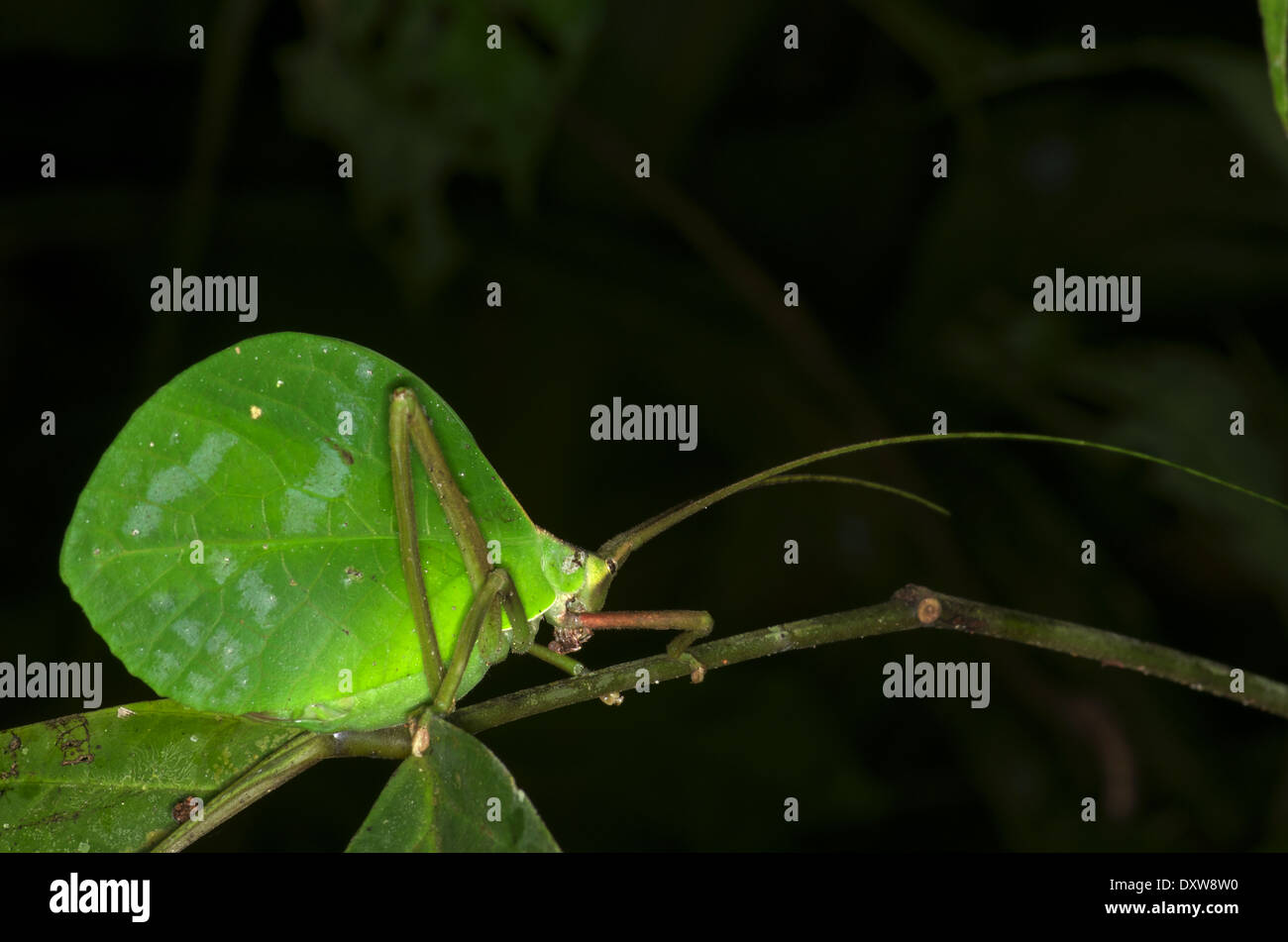 A nocturnal katydid camouflaged as a dead leaf in the Amazon rainforest in Loreto, Peru. Stock Photo