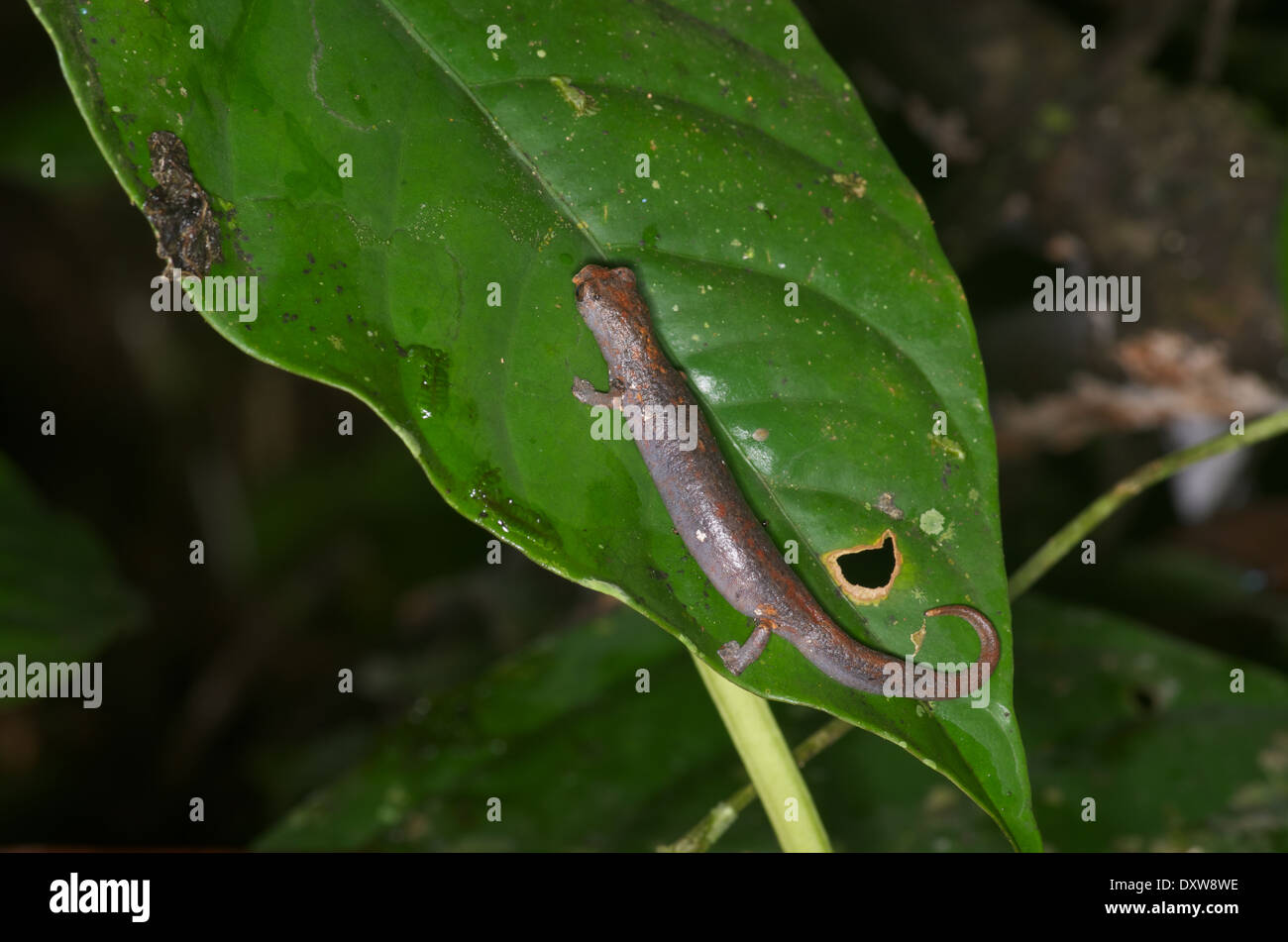 An Amazon Climbing Salamander (Bolitoglossa altamazonica) on a leaf at night in the Amazon basin in Peru. Stock Photo
