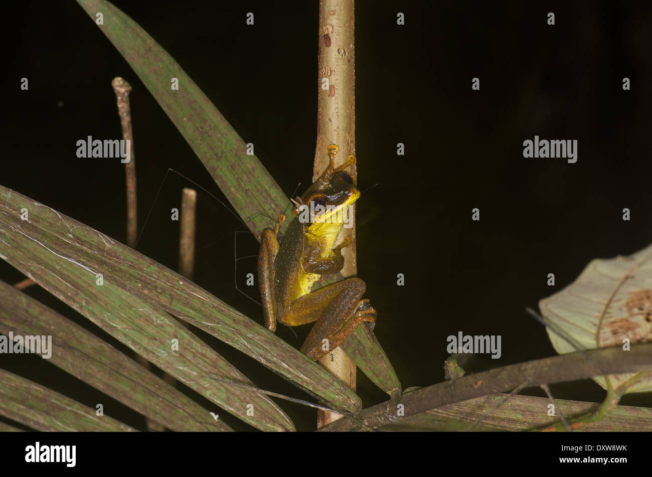 A Yasuni Broad-headed Treefrog (Osteocephalus yasuni) clinging to a thin stalk at night in the Amazon basin in Peru. Stock Photo