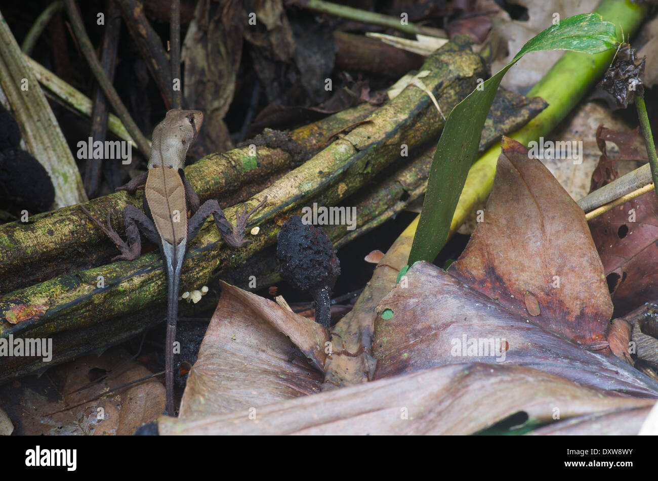 A Western Leaf Lizard (Stenocercus fimbriatus) camouflaged on the forest floor in the Amazon basin in Peru. Stock Photo