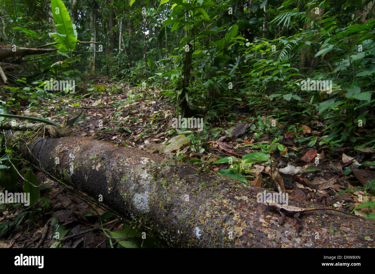 A Western Leaf Lizard (Stenocercus fimbriatus) perched on a fallen log in the Amazon basin in Peru. Stock Photo
