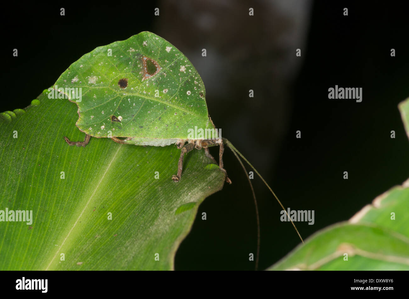 A nocturnal katydid camouflaged as a dead leaf in the Amazon rainforest in Loreto, Peru. Stock Photo