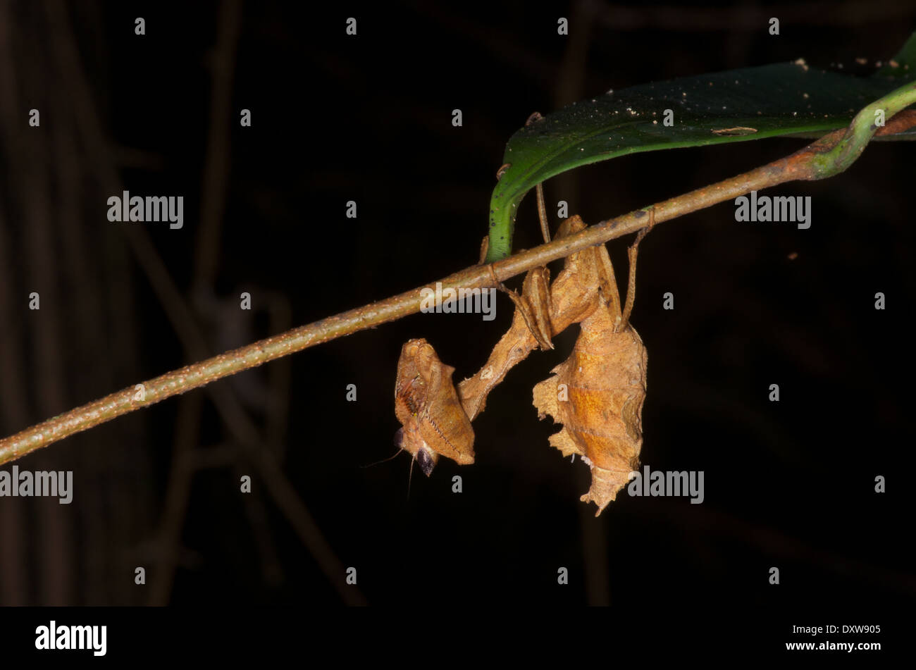 A leaf mimic praying mantis (Acanthops sp.) hangs in wait upside-down on a twig at night in the Amazon basin in Peru. Stock Photo