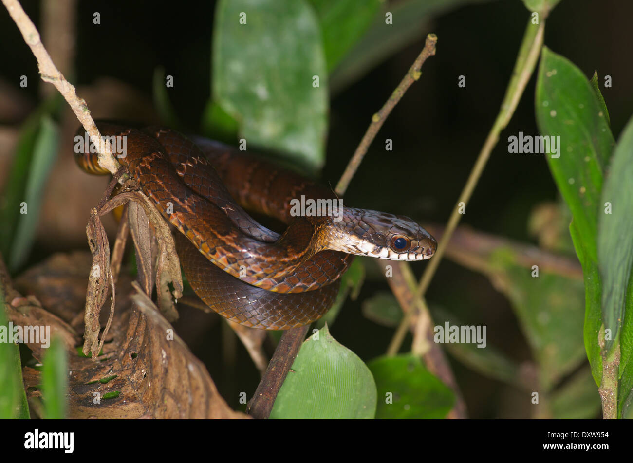 A young Common Glossy Racer (Drymoluber dichrous) coiled at night in the Amazon basin in Peru. Stock Photo