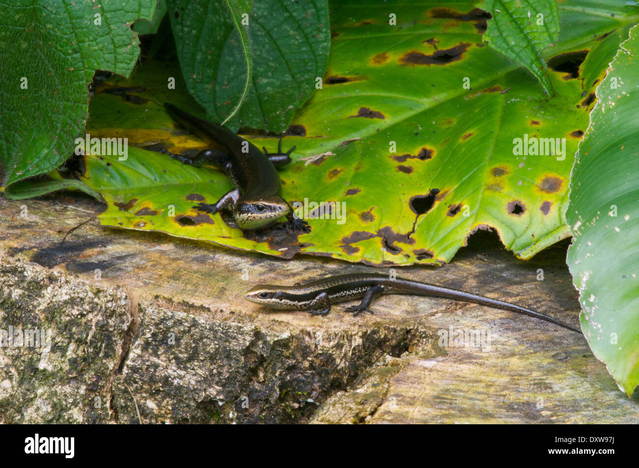 A pair of basking South American Spotted Skinks (Copeoglossum nigropunctatum) on a tree stump in the Amazon basin in Peru. Stock Photo