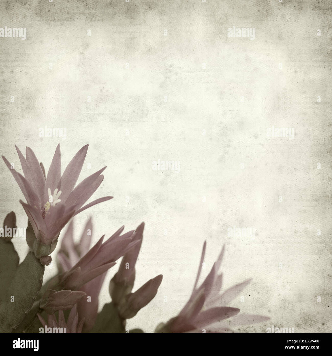 textured old paper background with Christmas cactus Stock Photo