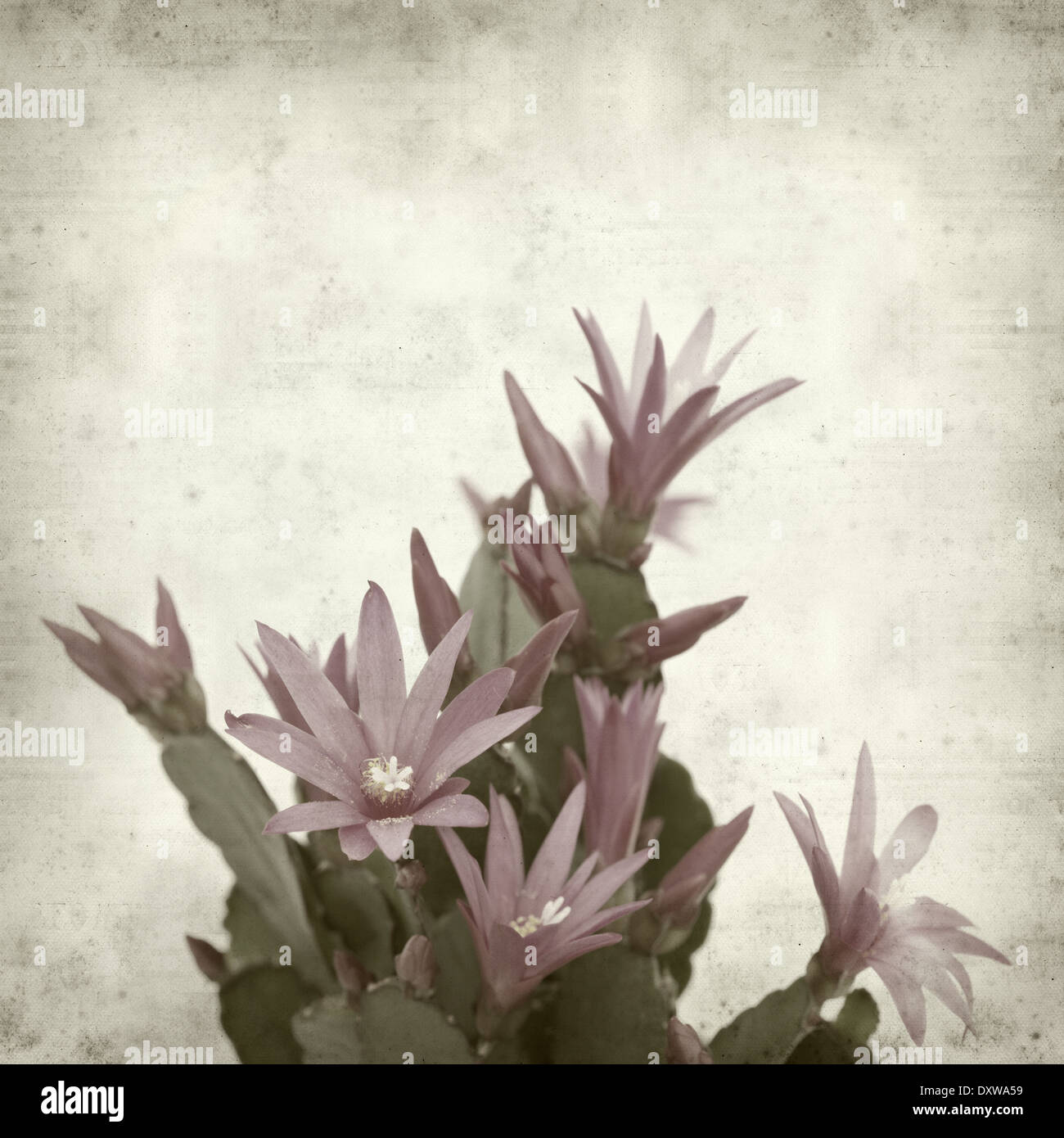 textured old paper background with Christmas cactus Stock Photo