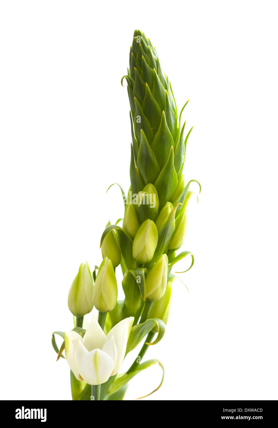 white Ornithogalum flowering sike isolatedd Stock Photo