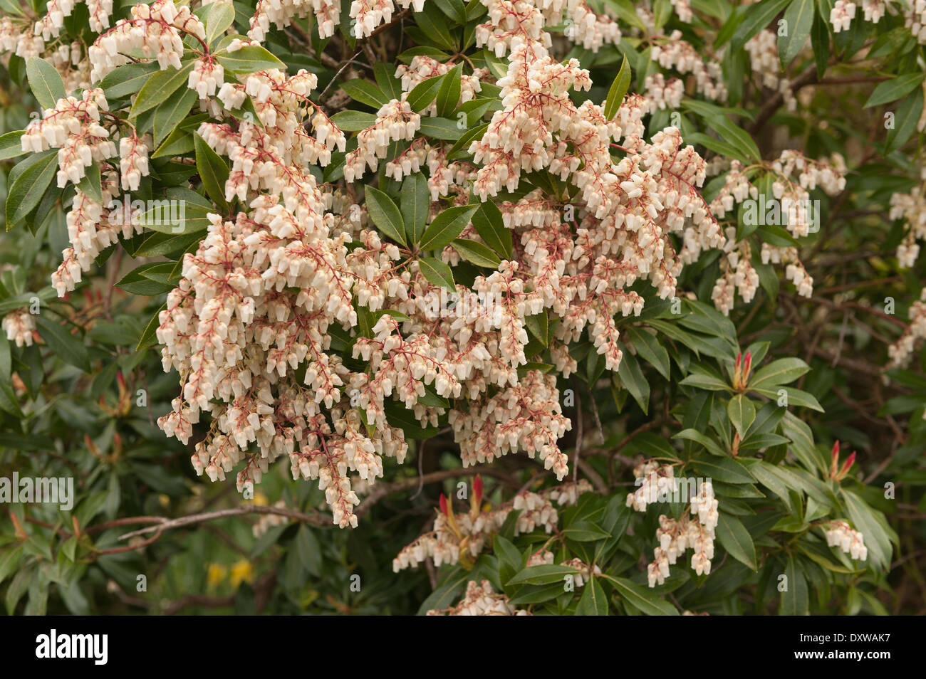 Japanese Pieris japonica in full bloom or Lily of the Valley bush in Springtime Stock Photo