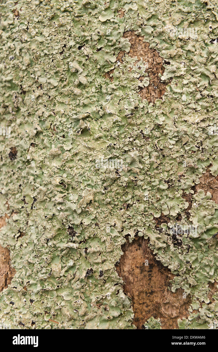 Foliose leafy lichen round ring patch patches on living ash bark tree with orange algae streaks down trunk Stock Photo