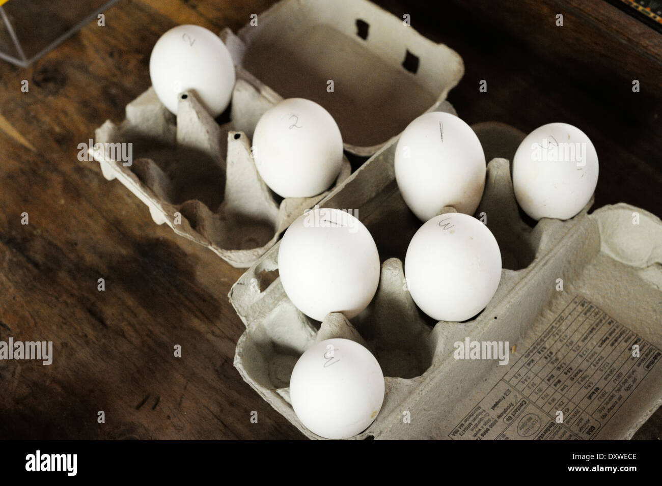 Hatching eggs hi-res stock photography and images - Alamy