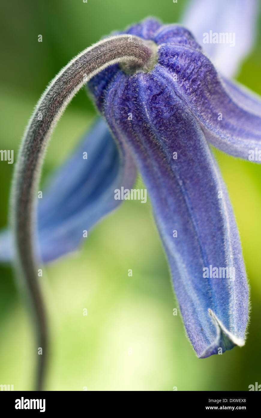 Clematis integrifolia, Clematis. Perennial, May. Portrait of blue bell shaped flower. Stock Photo