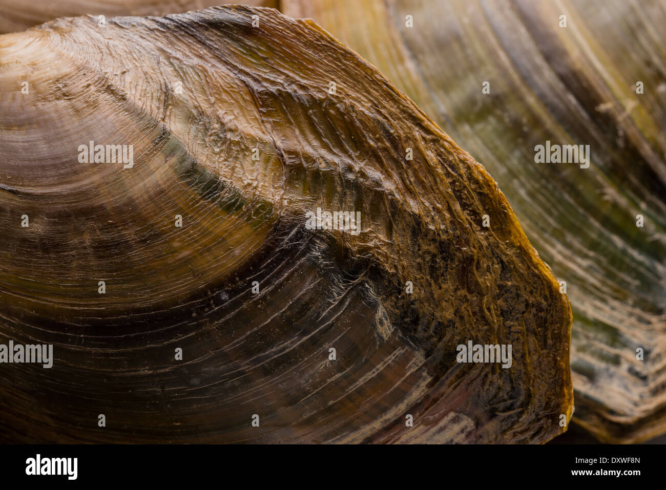 Chinese Pond Mussel (Sinanodonta woodiana), large freshwater mussel which is an invasive species to Europe, Spain. Growth marks in outer shell. Stock Photo
