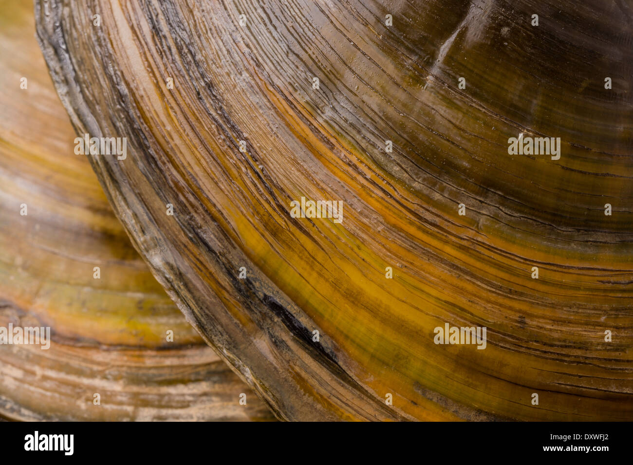 Chinese Pond Mussel (Sinanodonta woodiana), large freshwater mussel which is an invasive species to Europe, Spain. Growth marks in outer shell. Stock Photo