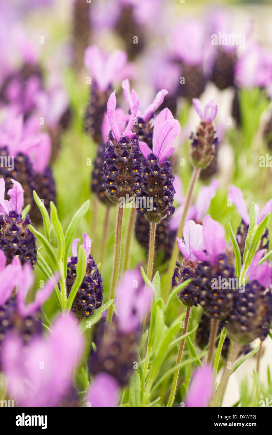 Lavandula 'Fathead', Lavender. Shrub, May, summer. Porttrait of purple flowers. Stock Photo
