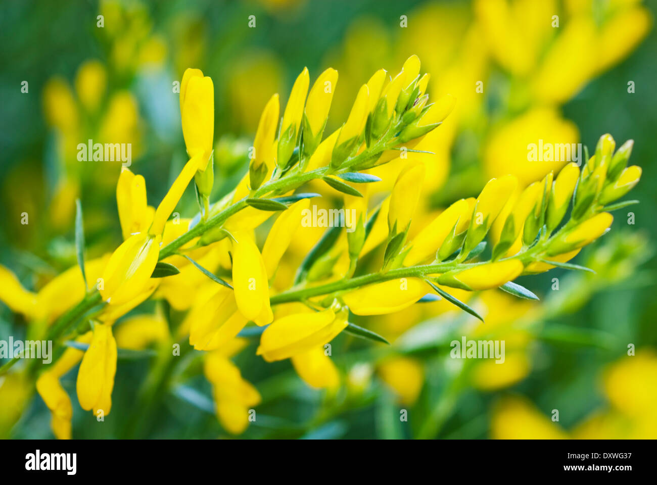 Close up of Genista tinctoria, Dyer's Greenweed. Perennial, june, summer. Bright yellow flowers. Stock Photo