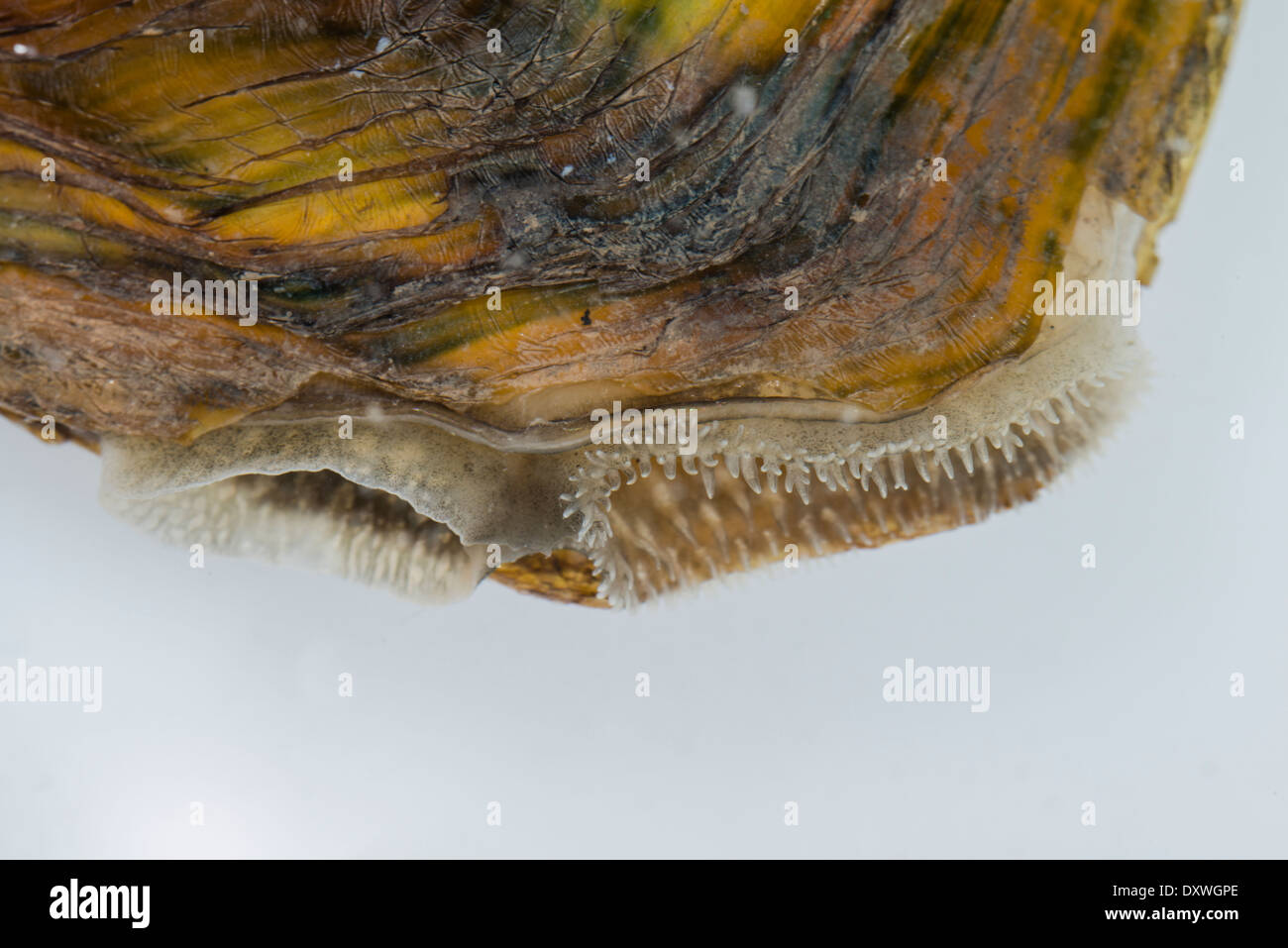 Siphon of Chinese Pond Mussel (Sinanodonta woodiana), large freshwater mussel which is an invasive species to Europe, spain Stock Photo