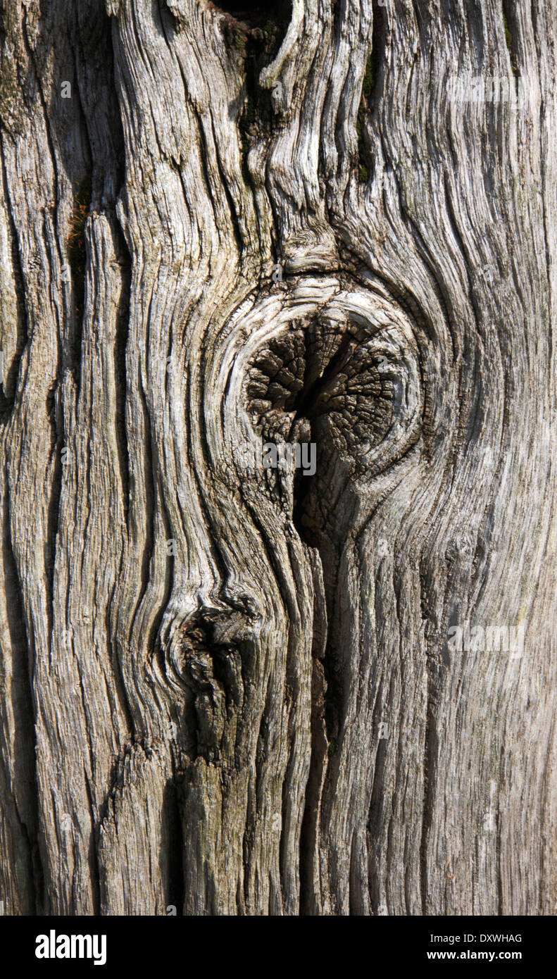 A view of an old wooden post with knot showing texture. Stock Photo