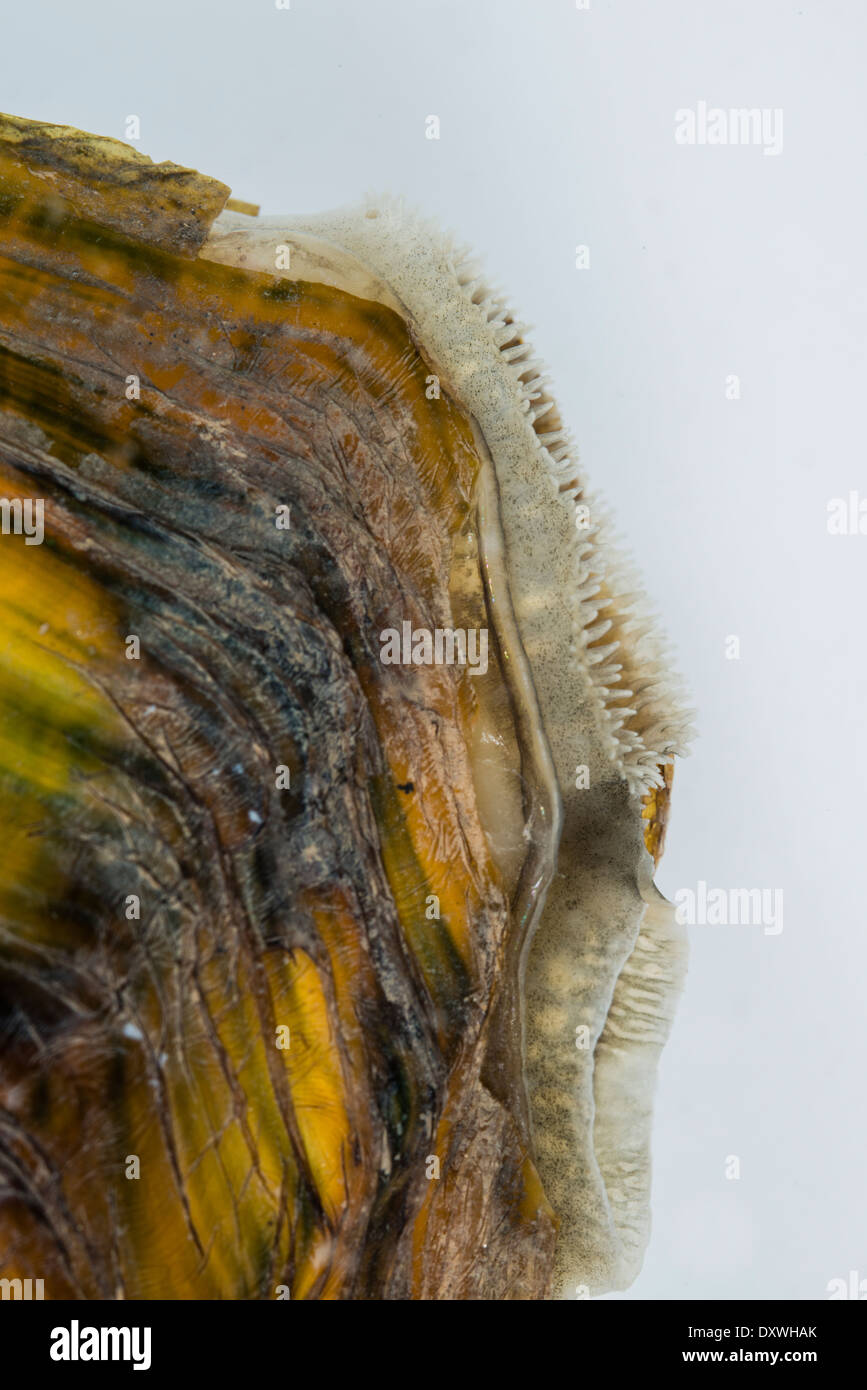 Siphon of Chinese Pond Mussel (Sinanodonta woodiana), large freshwater mussel which is an invasive species to Europe, spain Stock Photo